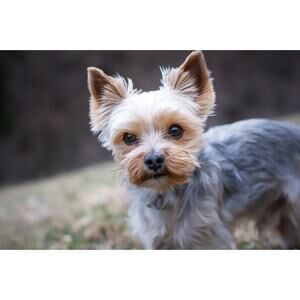 Bundle and save not the dog